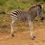 Un puledro di zebra dalle strisce ancora brune e dalla criniera ritta, di profilo su una pista di terra rossa, l'erba verde dietro