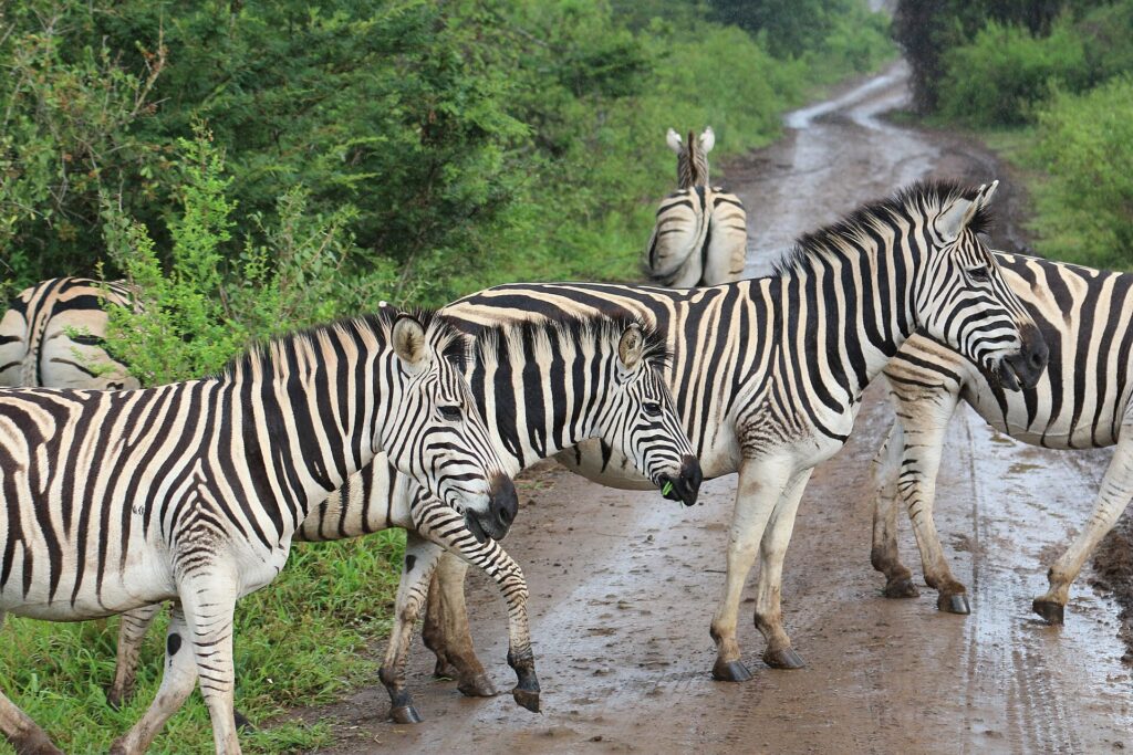 Zebre di pianura attraversano una pista sterrata bagnata sotto la pioggia, una con un ciuffo d'erba in bocca, cespugli verdi ai due lati