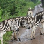 Zebre di pianura attraversano una pista sterrata bagnata sotto la pioggia, una con un ciuffo d'erba in bocca, cespugli verdi ai due lati