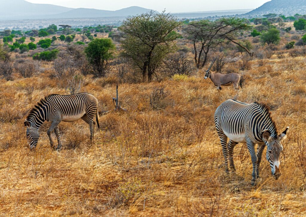 Due zebre di Grévy dalle strisce sottili brucano l'erba secca, un orice beisa dalle lunghe corna dritte in piedi dietro di loro vicino alle acacie