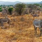 Due zebre di Grévy dalle strisce sottili brucano l'erba secca, un orice beisa dalle lunghe corna dritte in piedi dietro di loro vicino alle acacie